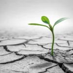 Illustration of a green sprout growing from cracked earth, symbolizing financial recovery and hope,...